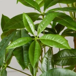 Faux Potted Money Plant 5' -Home Furnishing Store FauxMoneyTree5FeetROF20