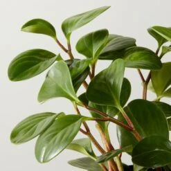 Live Peperomia Obtusifolia 6" In Ceramic Black Pot -Home Furnishing Store PeperomiaObtsflBkPt6inAVSHF22