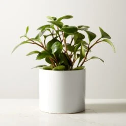 Live Peperomia Obtusifolia 6" In Ceramic White Pot